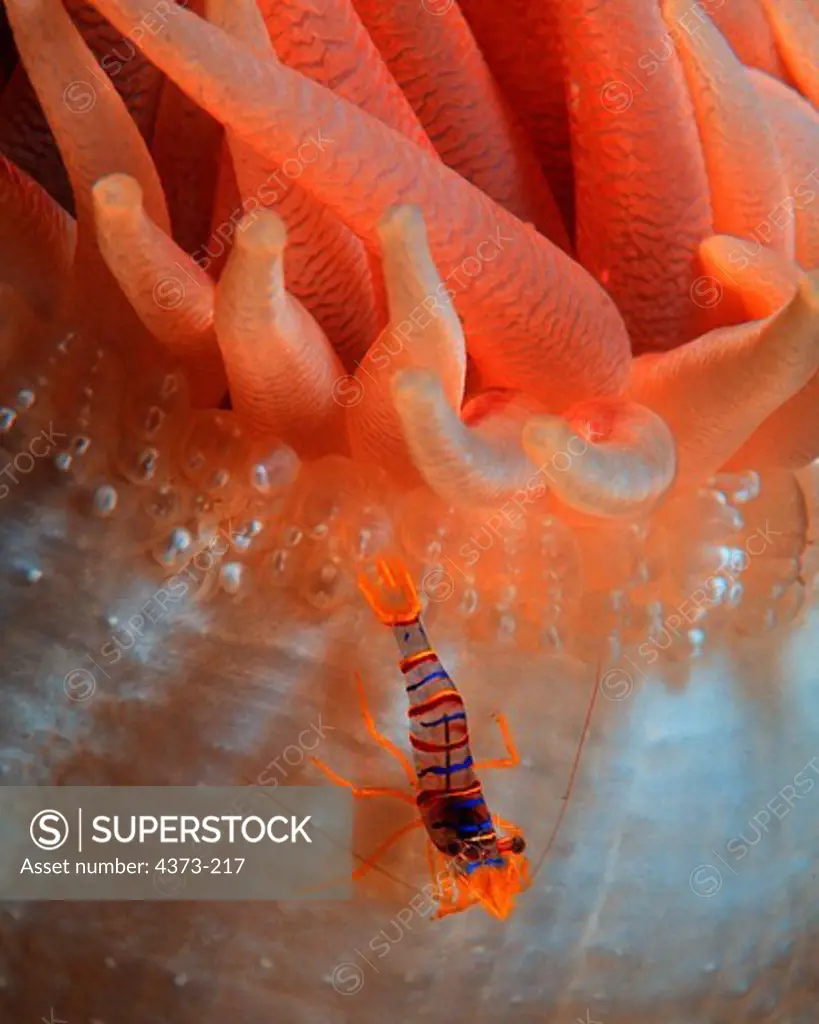 Candy Stripe Shrimp Crawls on Crimson Anemone