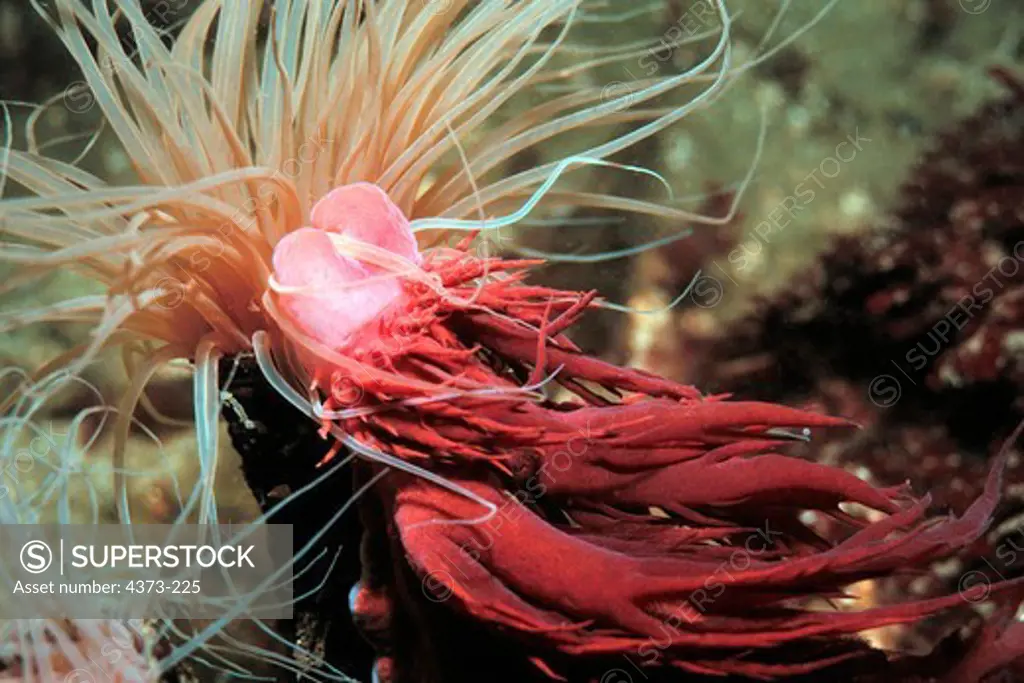 Rainbow Nudibranch Attacks Tube Anemone