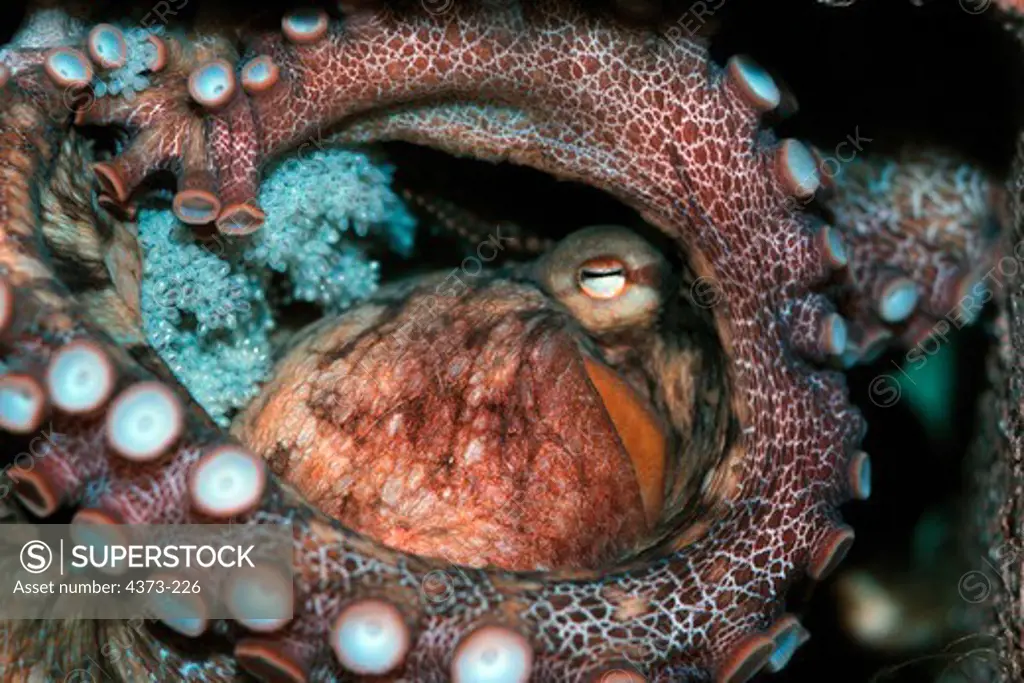 Female Octopus Guards Her Eggs