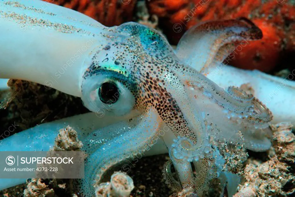 Squid Laying Egg Case