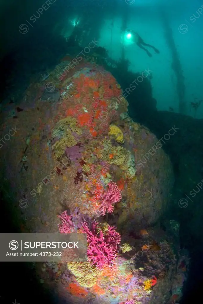 Submerged Rock Wall Within Kelp Forest