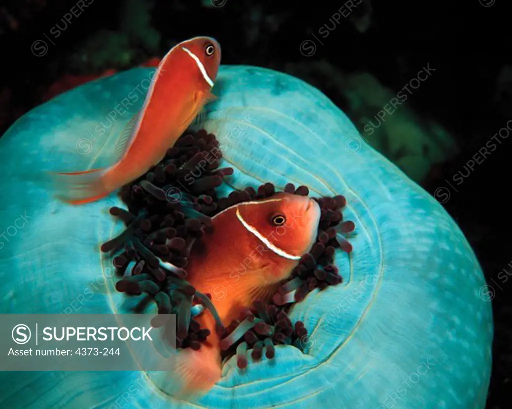 Mated Pair of Pink Anemonefish in Host Anemone