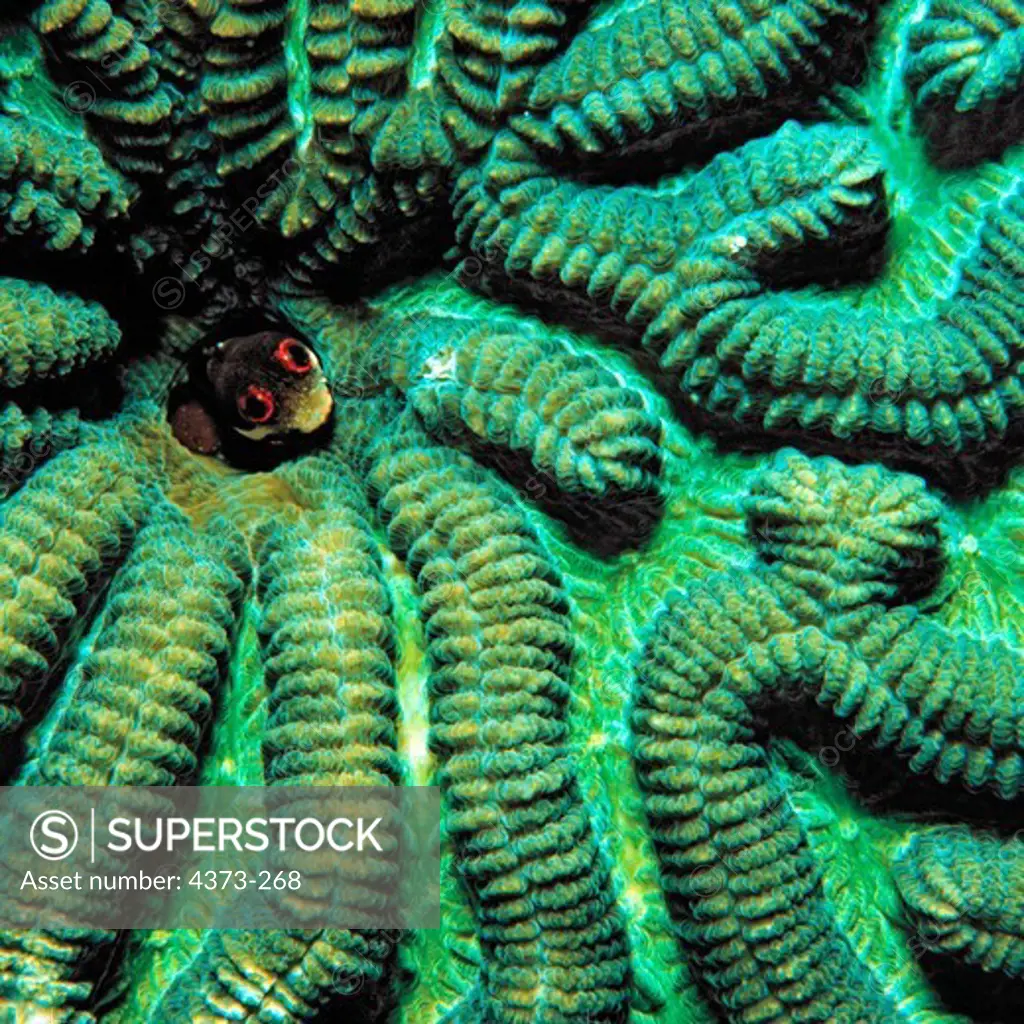 Spotjaw Blenny Peers Out from Brain Coral
