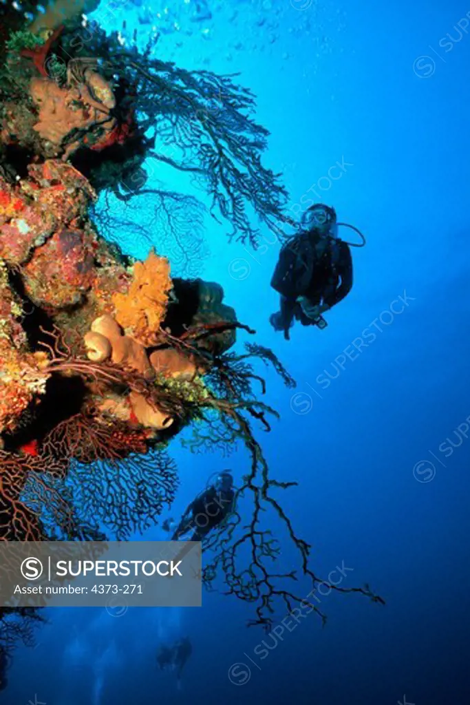 Divers Swim Along Steep Coral Wall