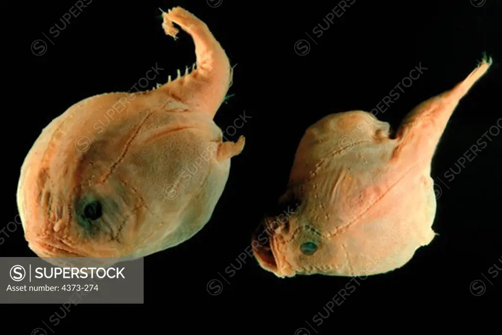 Deep-Sea Toad