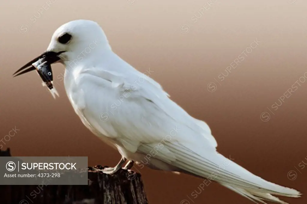 Fairy or White Tern with Minnow to Feed to its Chick