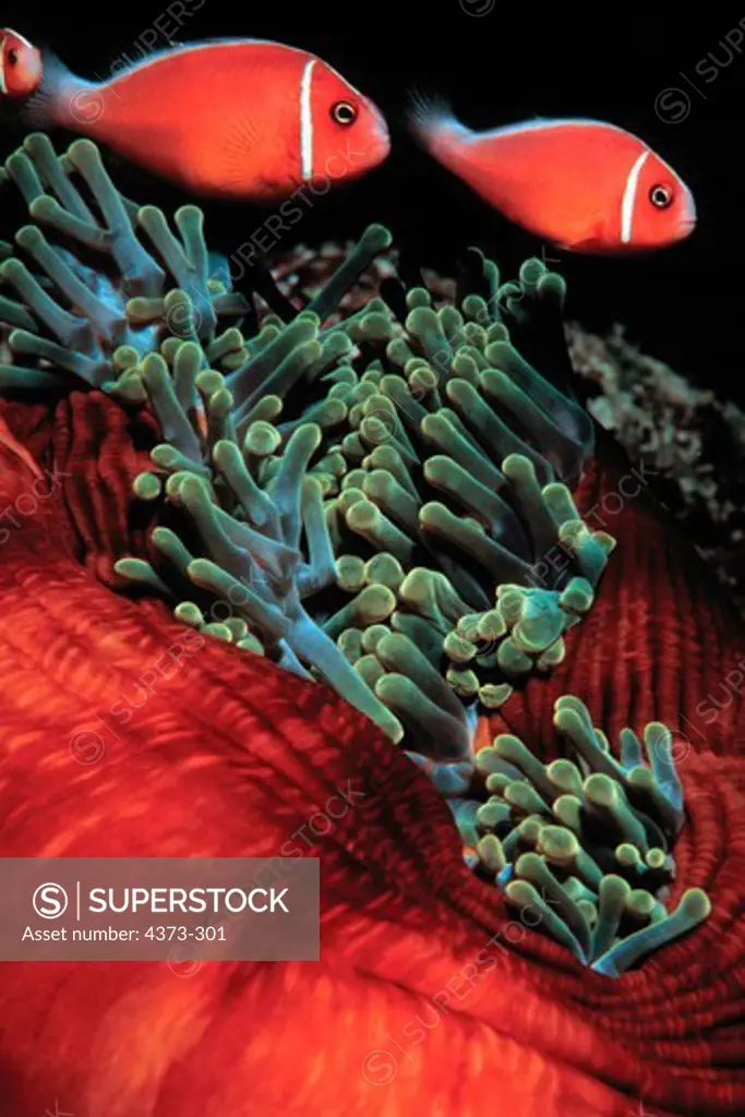 Pink Anemonefish Pair Swim By Stinging Tentacles of Anemone