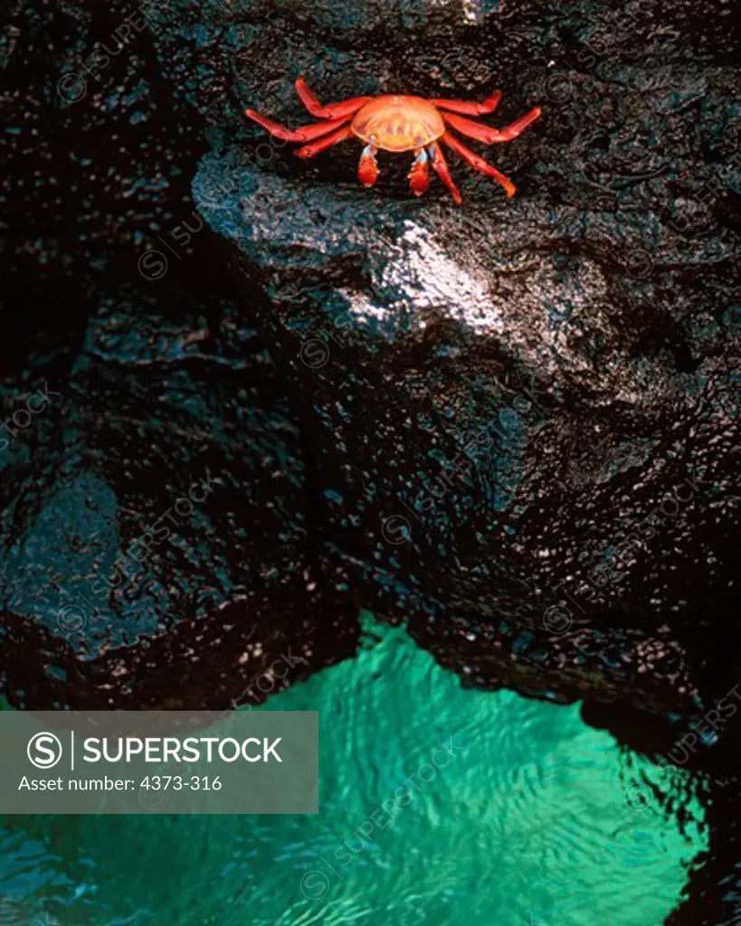 Sally Lightfoot Crab Peers Over Lava's Edge to the Emerald Seas Below