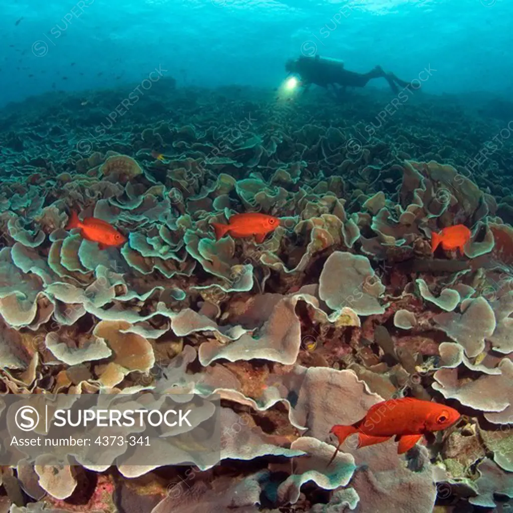 Lazy Soldierfish Among Coral Reef