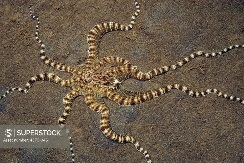 Mimic Octopus Resembles a Crab or Brittle Star