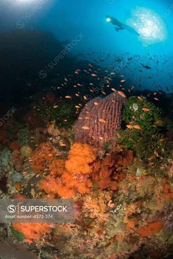 Scuba Diver Swims Over Lush Soft Corals