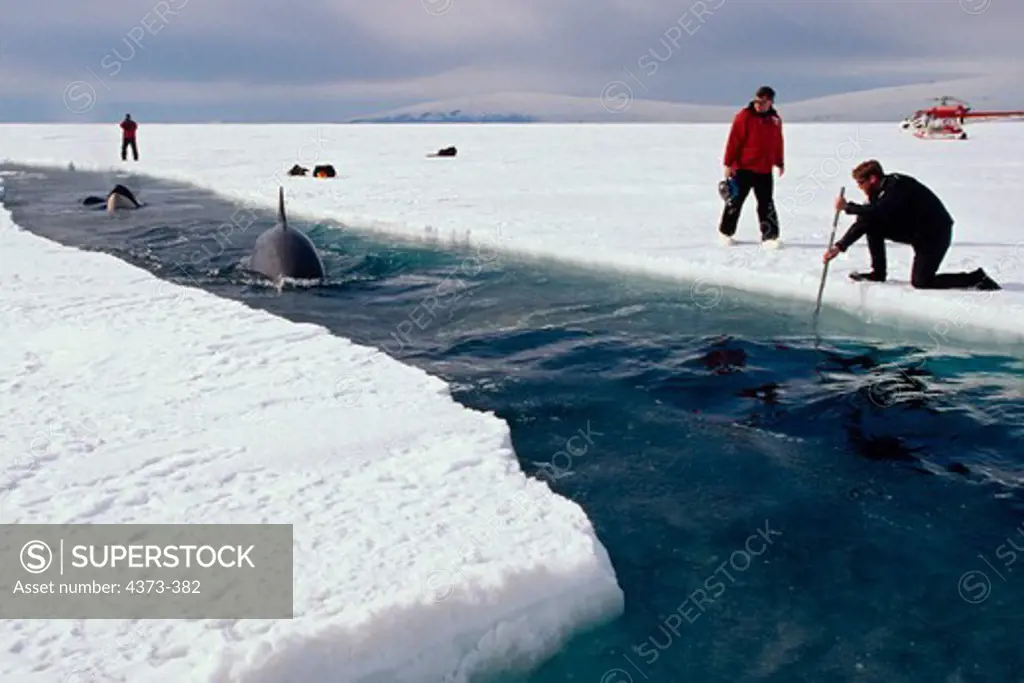 Filmmakers Film Pod of Orcas