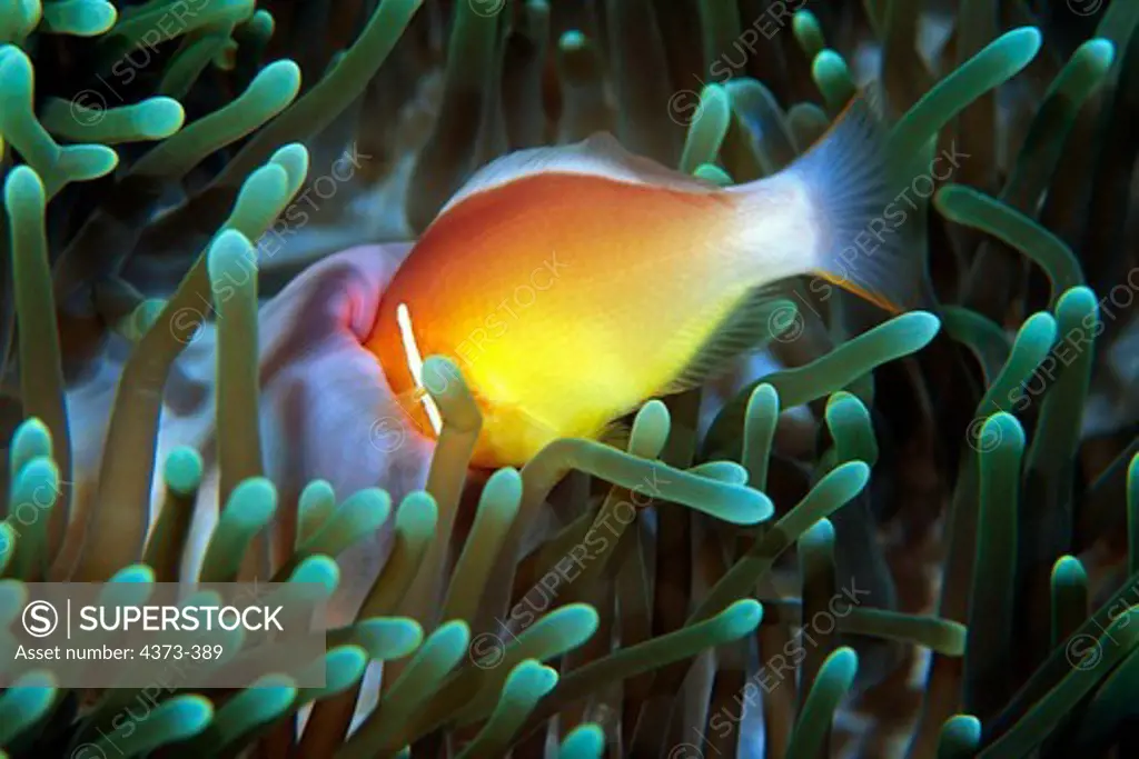 Pink Anemonefish Puts Head Inside Host Anemones Mouth