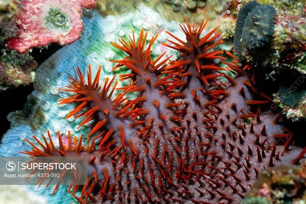 Crown-of-Thorns Starfish Feeds on Coral Polyps