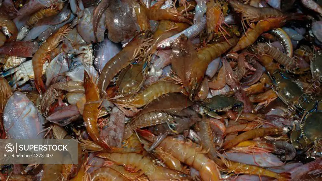 Shrimp Trawl Catch