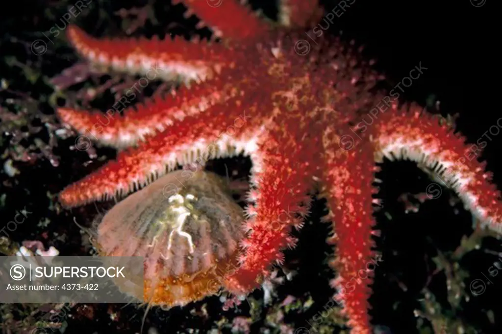 Rose Star Attacking Swimming Scallop