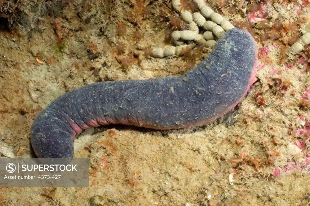 Sea Cucumber on the Ocean Floor