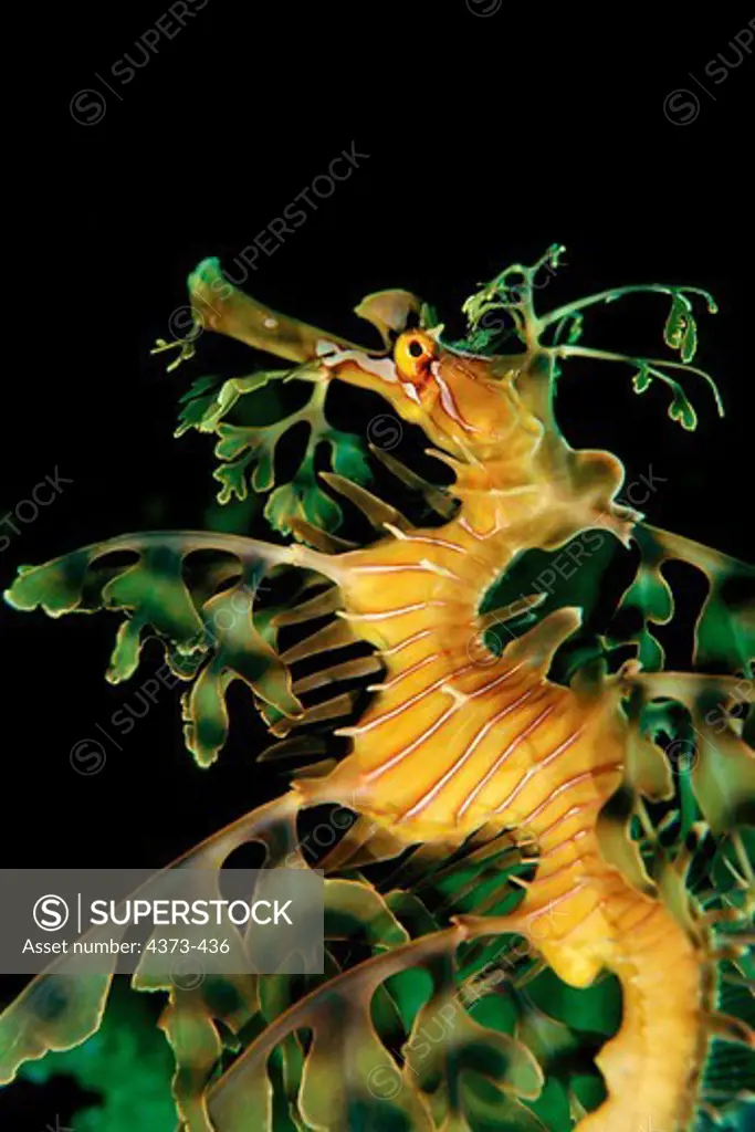 Portrait of a Leafy Sea Dragon