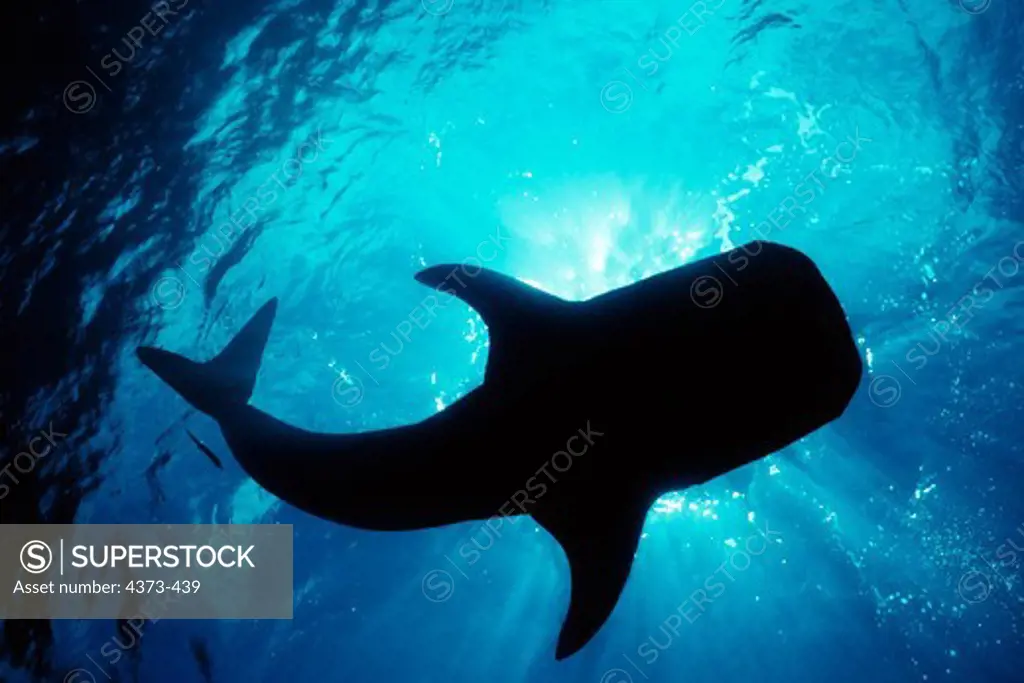Silhouette of a Whale Shark