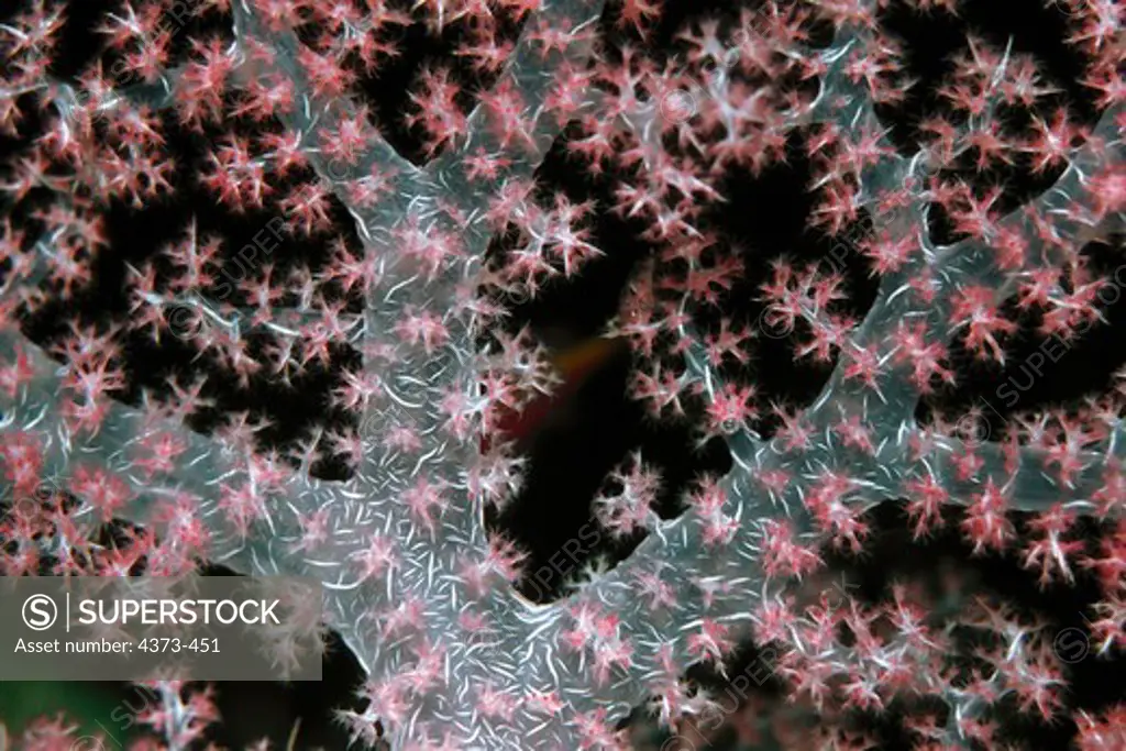 Close-up of a Soft Coral Tree