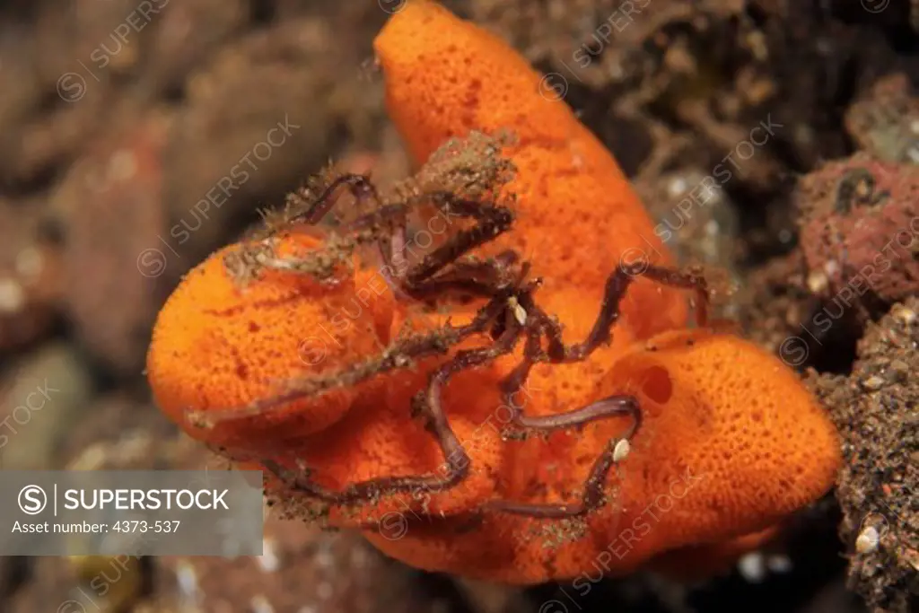 Sea Spider on Orange Sponge