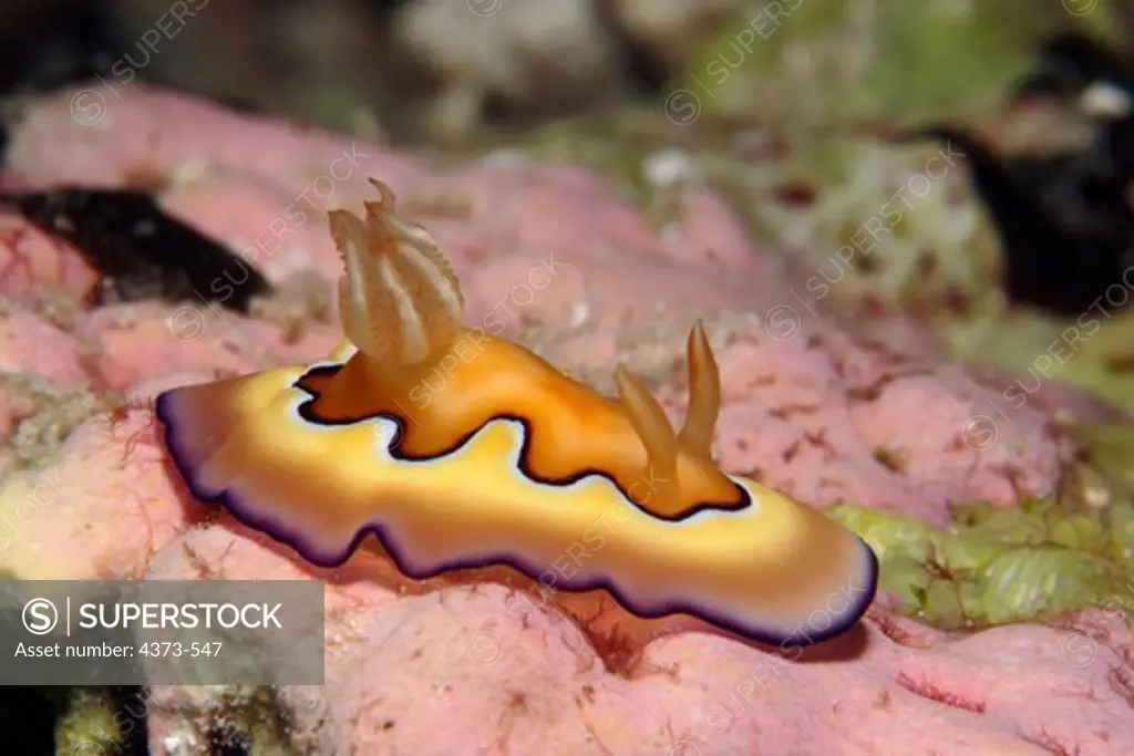 A Magnificent Nudibranch