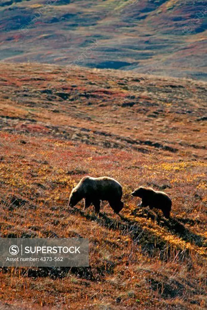Grizzly Bear Mother and Cub