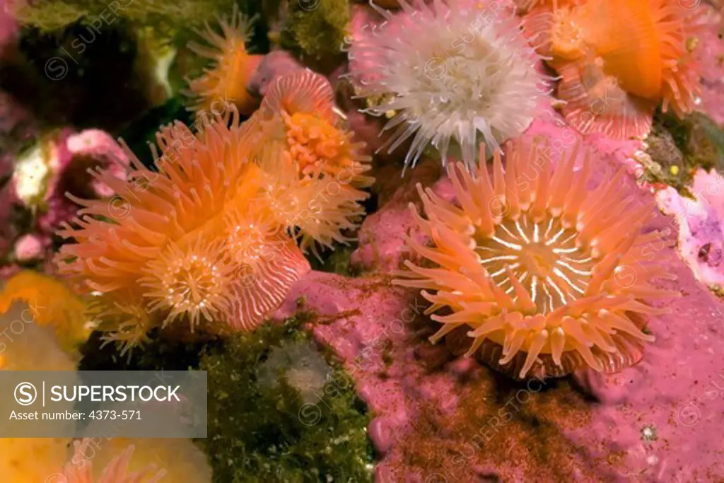 Sea Anemones Brooding Young