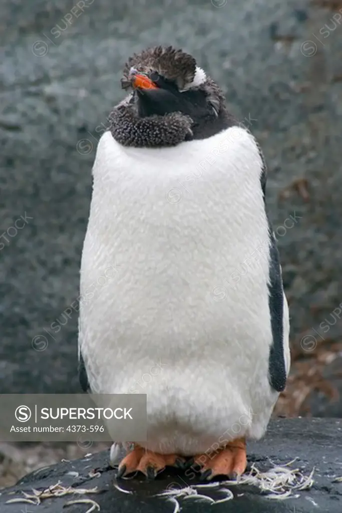 Gentoo Penguin Chick Molting