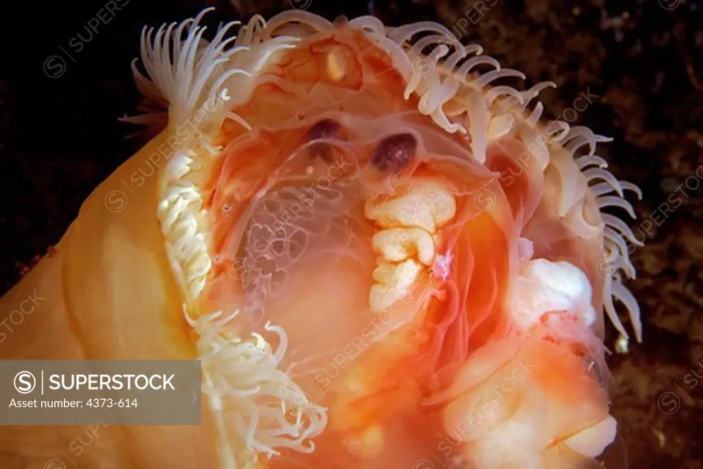Anemone Feeds on a Medusa Jelly and Amphipod