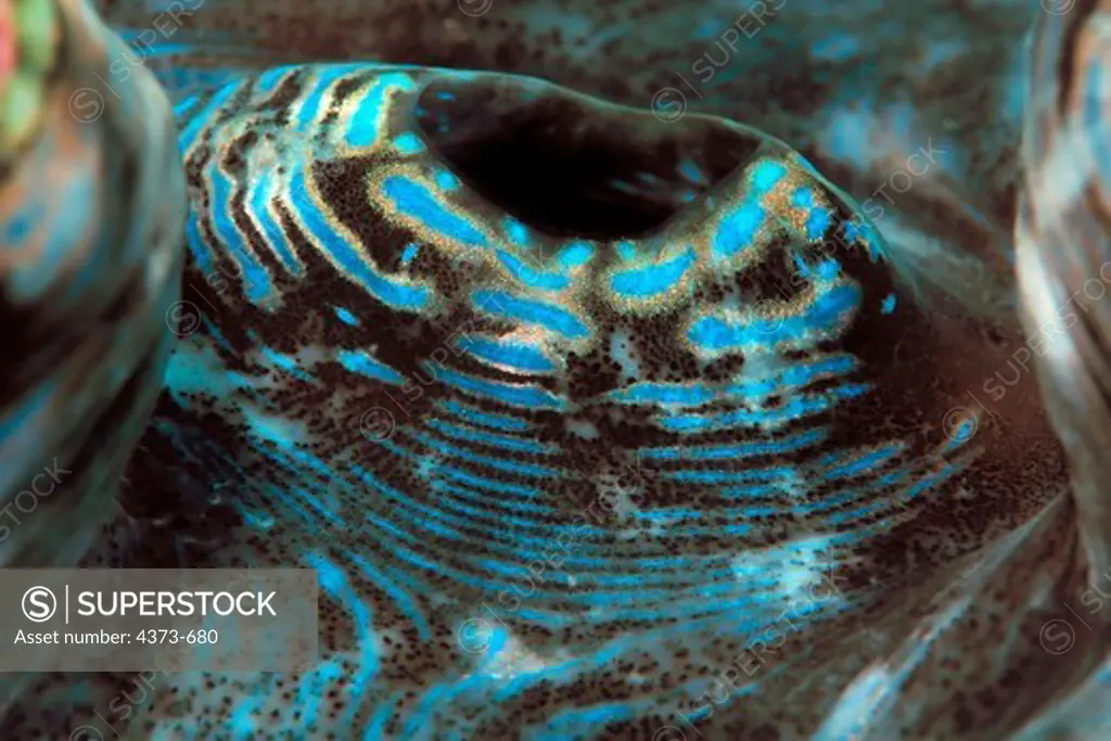 Mantle of the Giant Tridacna Clam