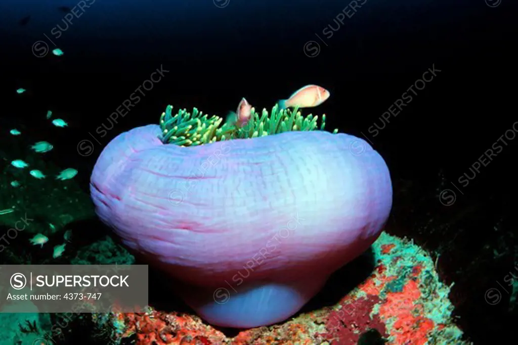 Pink Anemonefish in Anemone