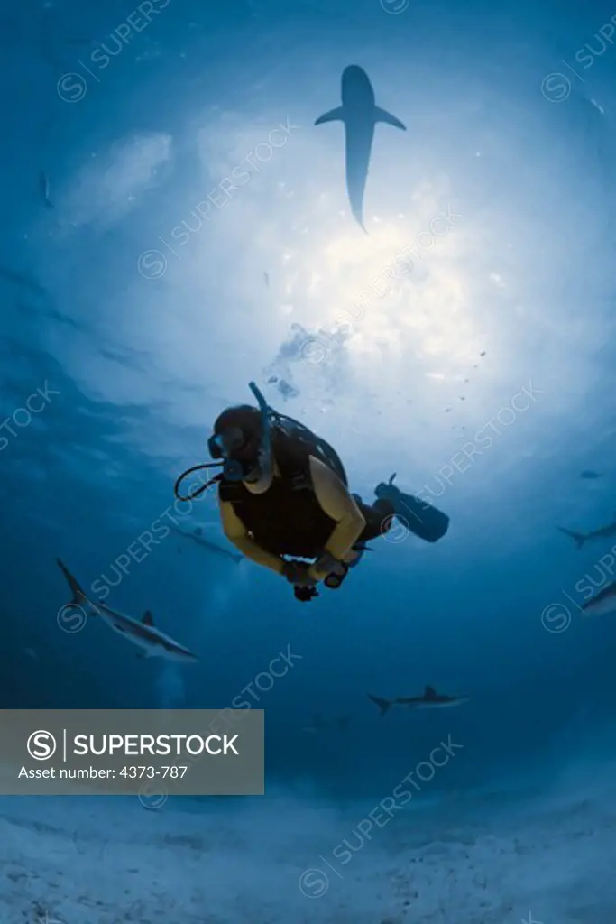 Diving with Caribbean Reef Sharks