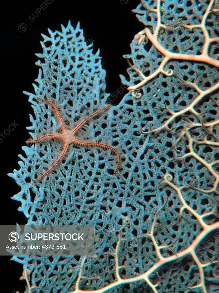 Brittle Star on Sea Fan