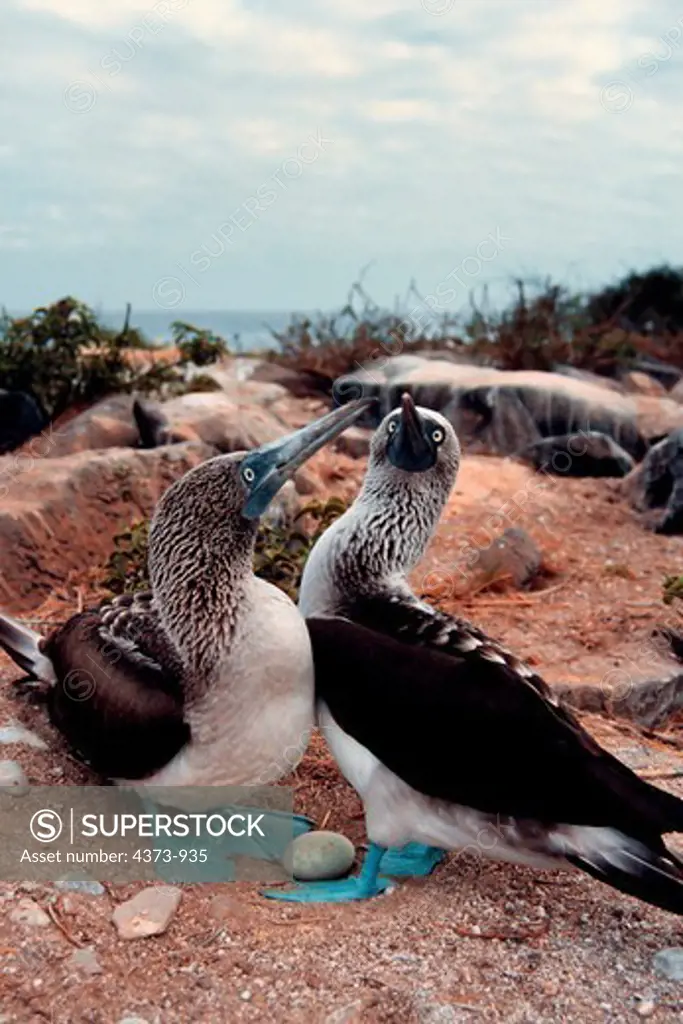 Blue-Footed Booby Pair with Egg