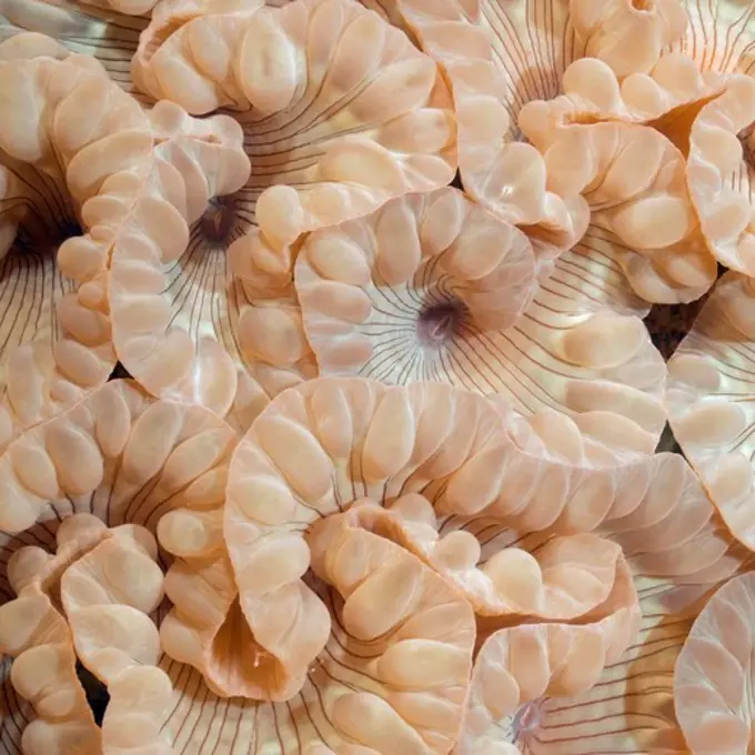 Polyps of Organ Pipe Coral