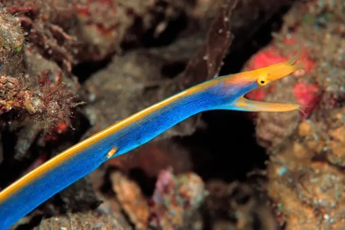 Blue Ribbon Eel Chases Off Damselfish Invading its Territory