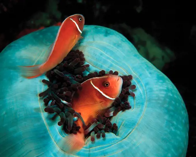 Mated Pair of Pink Anemonefish in Host Anemone