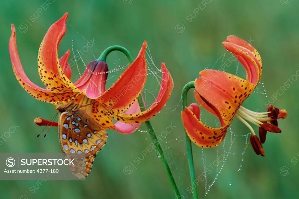 Great Spangled Fritillary Butterfly on Lilies