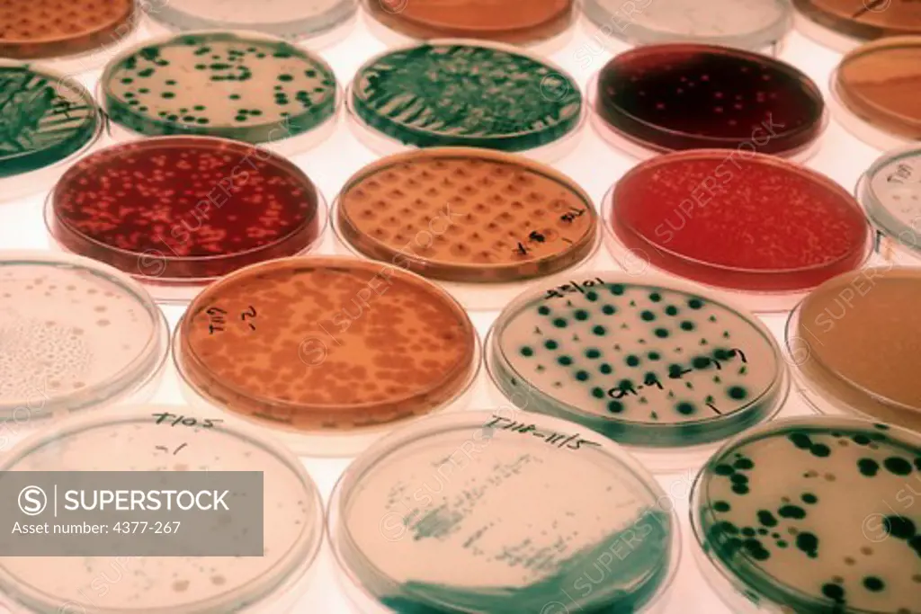 Bacteria Cultures Used in Antibiotic Research