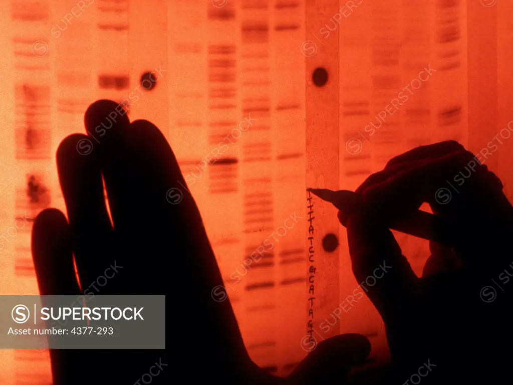 Scientist Labels a Sequence of DNA Base Pairs from Radiograph
