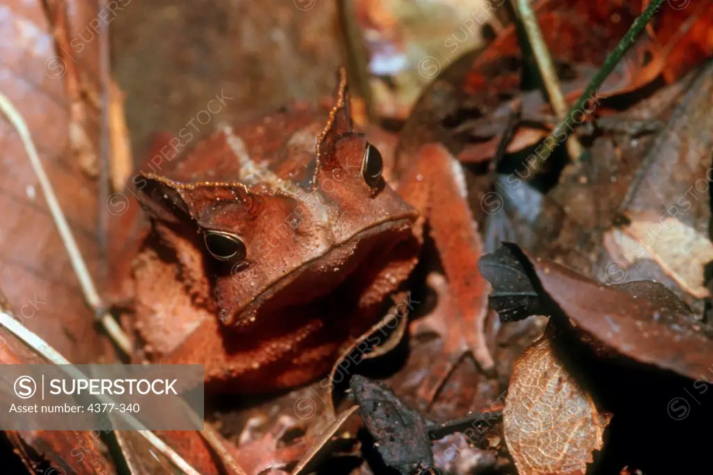 A Peruvian tree toad is well camouflaged in its leafy rain forest surroundings.