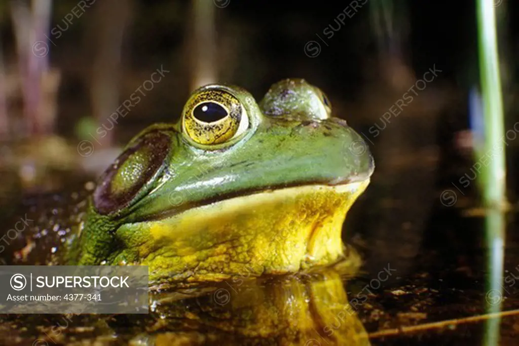 With eyes bulging, a bullfrog emerges from the depths of its kettle pond habitat in Cape Cod, Massachusetts.