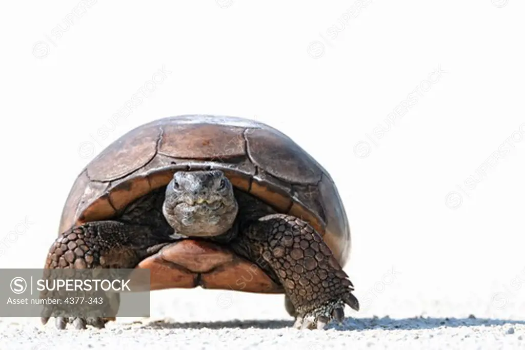 A large Gopher Tortoise, Gopherus polyphemus, guards the shell road in Kissimmee Prairie Preserve State Park.