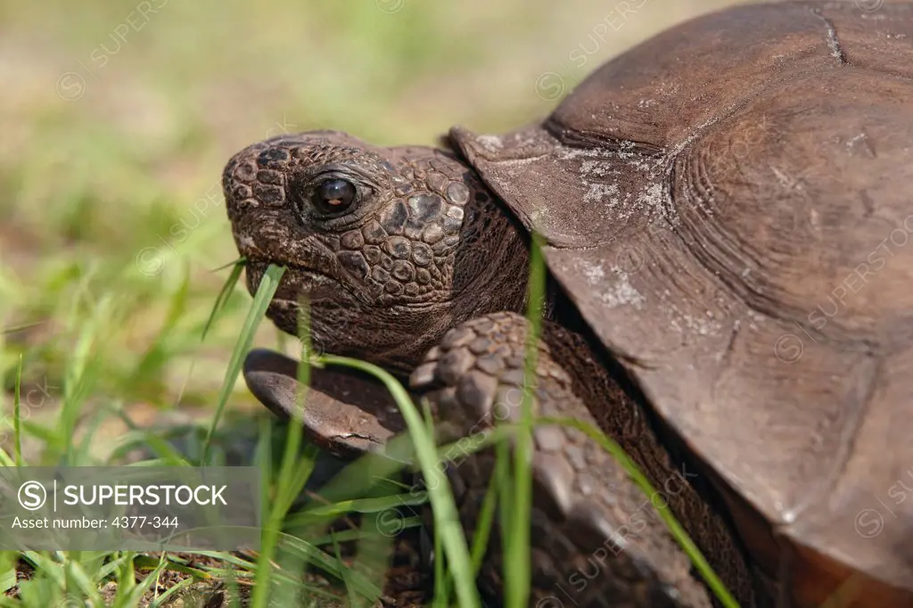 Close up of Gopher Tortoise, Gopherus polyphemus, eating grass.