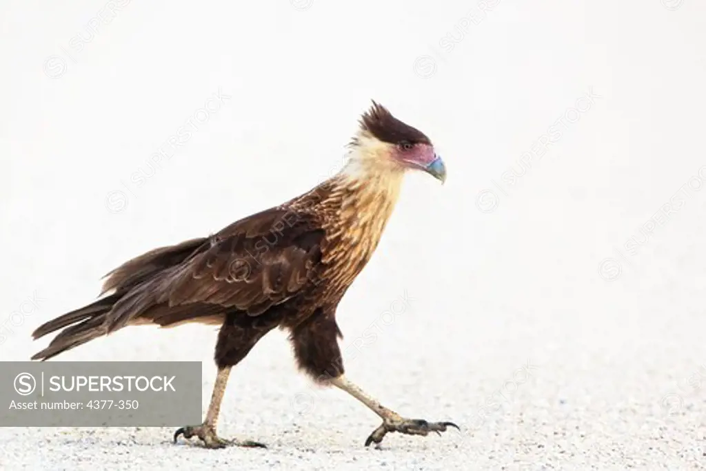Juvenile Caracara in mid-stride on white shell road, looking for an insect meal.