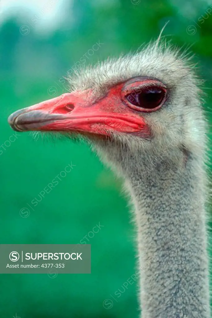 Portrait of an ostrich, with fuzzy head and long neck, as it stares at photographer with disdain.