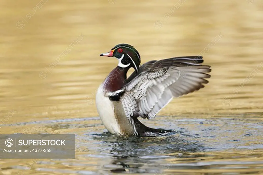 A male Wood Duck, Aix sponsa, with wings stretched back for lift off from water.