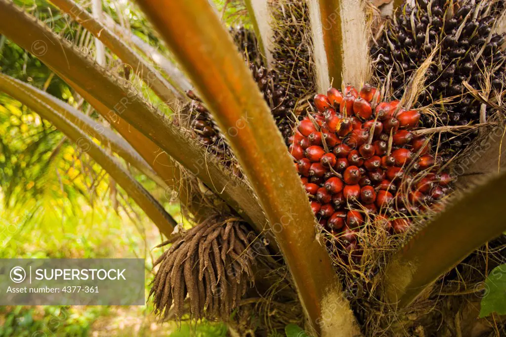 Ripe palm oil fruit, or, nuts, on a tree in an African Palm oil plantation in Costa Rica. Tropical rain forests worldwide are endangered by new farms growing this product which is used for candles, soap, and edible oil.