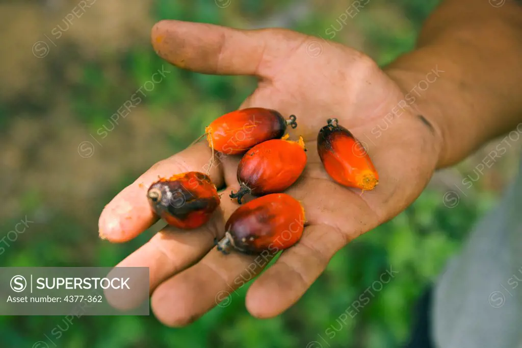 Close up of a laborer's hand holding harvested ripe fruits from the African Palm oil tree, Elaeis guineensis. The oil from inside the shell and kernel is in demand for foods, soap, and candles. Farming now endangers rainforests worldwide.